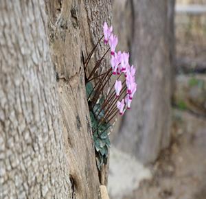  مشاهد لنبتة "عصا الراعي" التي تنمو بين الصخور وجذوع الأشجار، حيث تظهر في هذه النباتات البرية بأوراقها الخضراء الكثيفة وازهارها البيضاء والوردية الصغير، منتشرة في البيئات الوعرة والمناطق الجبلية في فلسطين