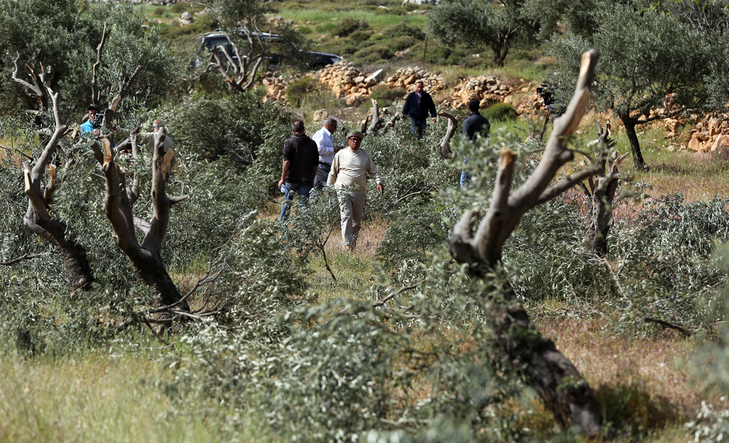 مستوطنون يحطمون ويقتلعون اشجار زيتون (وفا/ ارشيفية)