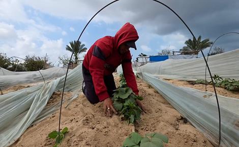 سماد بدائي لدعم المحاصيل الزراعية في غزة