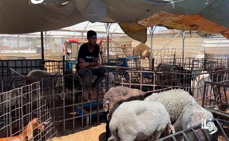 إقبال ضعيف جداً على الأضاحي في غزة