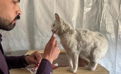 عبد الله يرعى قططًا ضالة ومصابة في منزله بغزة