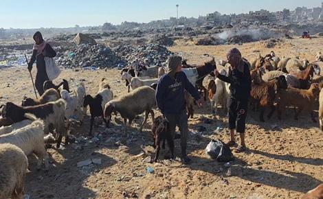 مواشي غزة تأكل من مكبّات النفايات