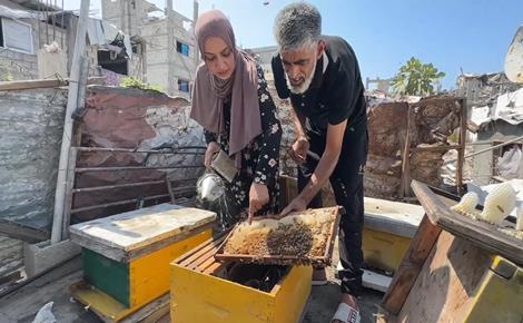 خلية نحل تعيد لعائلة الأشقر مصدر دخلها في جباليا