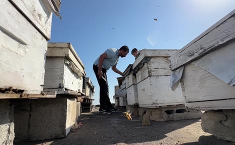 فوق سطح منزل مدمر.. الضبة يواصل تربية النحل